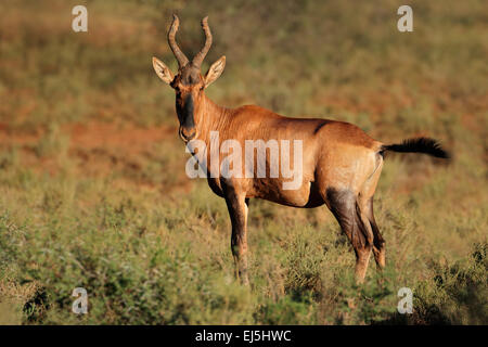 Un rosso hartebeest (Alcelaphus buselaphus) in habitat naturale, Sud Africa Foto Stock