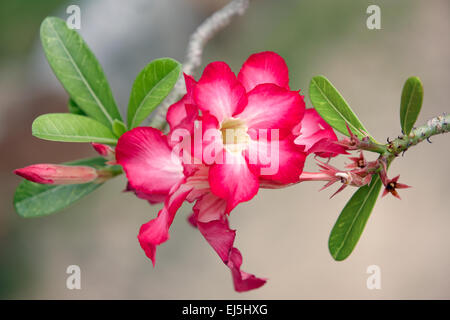 Il Desert rose fiori. Nome scientifico: Adenium obesum. Mui Ne, Binh Thuan Provincia, Vietnam. Foto Stock