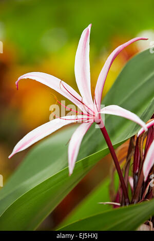 Il Ragno Gigante Giglio, o il Giglio di palude. Nome scientifico: Crinum amabile. Mui Ne, Binh Thuan Provincia, Vietnam. Foto Stock