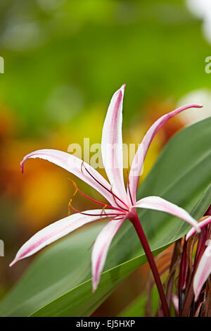 Il Ragno Gigante Giglio, o il Giglio di palude. Nome scientifico: Crinum amabile. Mui Ne, Binh Thuan Provincia, Vietnam. Foto Stock