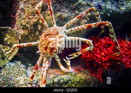 Giapponese ragno granchio. Nome scientifico: Macrocheira kaemferi. Vinpearl Land Acquario, Phu Quoc, Vietnam. Foto Stock