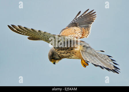 Falco tinnunculus gheppio comune in bilico a metà in aria Foto Stock