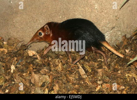 East African nero e rufous Elephant Megera o Sengi (Rhynchocyon petersi) Foto Stock