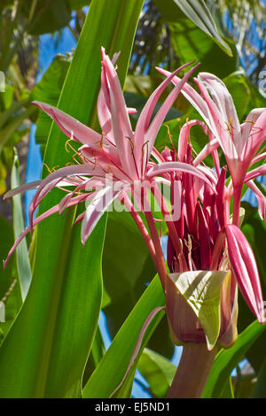 Il Ragno Gigante Giglio, o il Giglio di palude. Nome scientifico: Crinum amabile. Mui Ne, Binh Thuan Provincia, Vietnam. Foto Stock