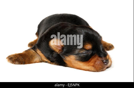 Una settimana di età cucciolo di Yorkshire Terrier Foto Stock