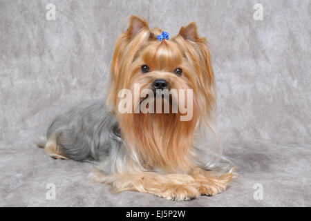 Splendide Yorkshire Terrier sullo sfondo di materie tessili Foto Stock