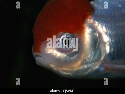 Lionhead Goldfish, Carassius auratus, Ciprinidae Foto Stock