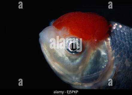 Lionhead Goldfish, Carassius auratus, Ciprinidae Foto Stock