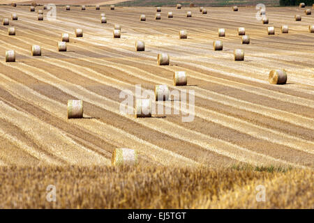 Fieno di laminati in campi agricoli, Francia, Europa Foto Stock