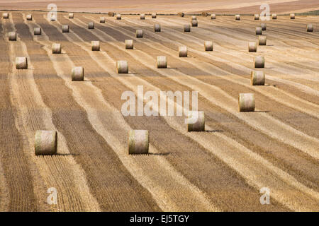 Fieno di laminati in campi agricoli, Francia, Europa Foto Stock