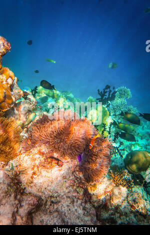 Problemi di attualità pesci di mare ,clownfish - Anemonefish. Maldive - Ocean Coral reef. Avvertenza - autentico riprese subacquee in challen Foto Stock