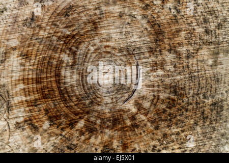 Gli anelli sul tronco di albero Foto Stock