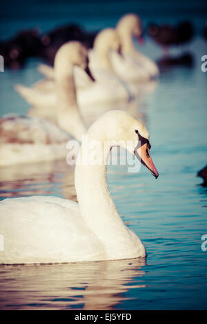 I cigni sul lago con acqua blu sullo sfondo Foto Stock