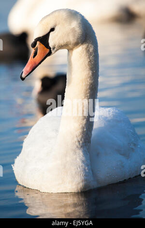 I cigni sul lago con acqua blu sullo sfondo Foto Stock