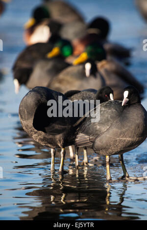 Gregge di folaghe ( fulica atra ) camminando sulla superficie ghiacciata del lago. Foto Stock