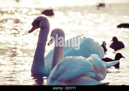 Swan galleggianti sull'acqua in inverno. Foto Stock