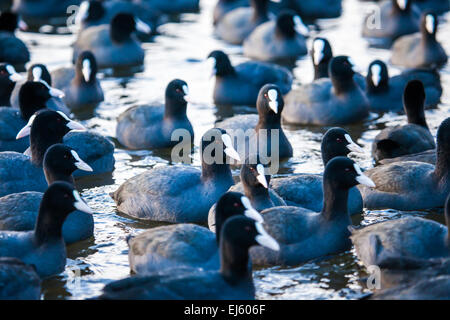 Gregge di folaghe ( fulica atra ) sul lago ghiacciato Foto Stock