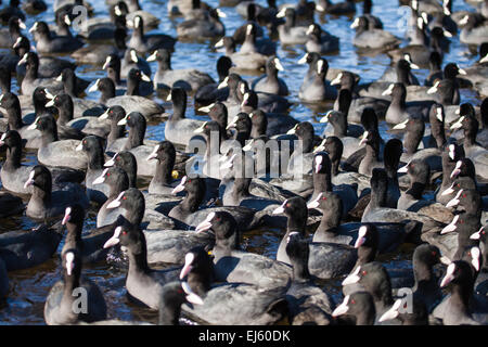 Gregge di folaghe ( fulica atra ) sul lago ghiacciato Foto Stock