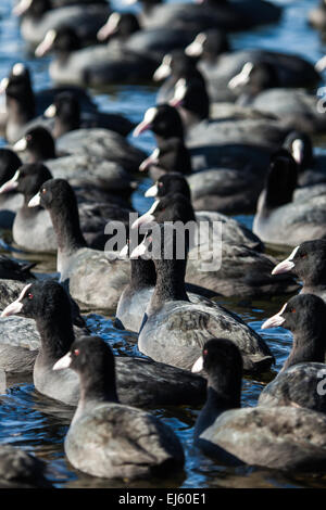 Gregge di folaghe ( fulica atra ) sul lago ghiacciato Foto Stock