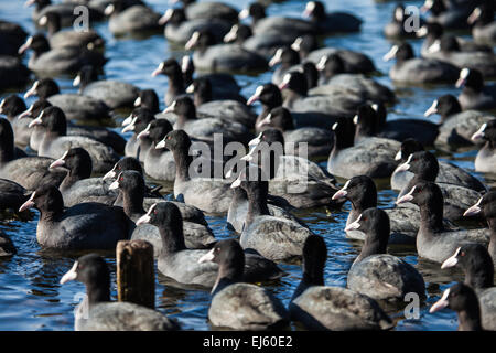 Gregge di folaghe ( fulica atra ) sul lago ghiacciato Foto Stock