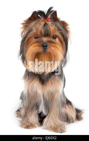 Splendide Yorkshire Terrier isolati su sfondo bianco Foto Stock