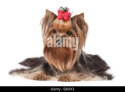 Splendide Yorkshire Terrier con fiocco rosso su bianco Foto Stock