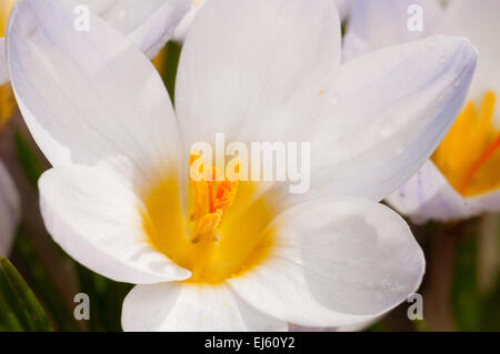 Macro di crocus bianco fiori che crescono in aprile Foto Stock