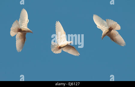 Tre piccioni bianco volare nel cielo chiaro Foto Stock