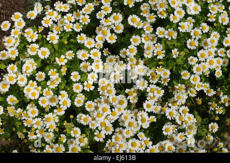 Molti piccoli bianco fiori come uno sfondo (chamomiles) Foto Stock