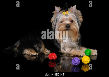 Cucciolo di Yorkshire Terrier sullo sfondo nero con giocattoli Foto Stock