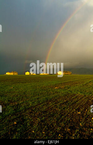 Arcobaleno su campi di grano, daunia, puglia, Italia Foto Stock