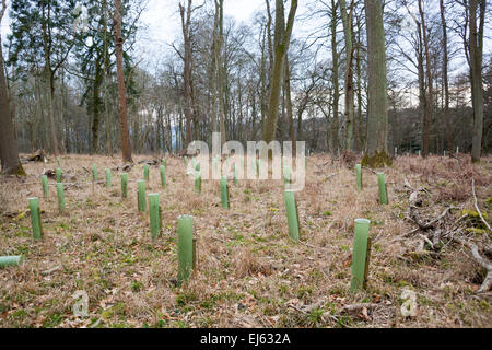 I nuovi alberi piantati nel bosco (grande bosco, Oxfordshire, Inghilterra) Foto Stock