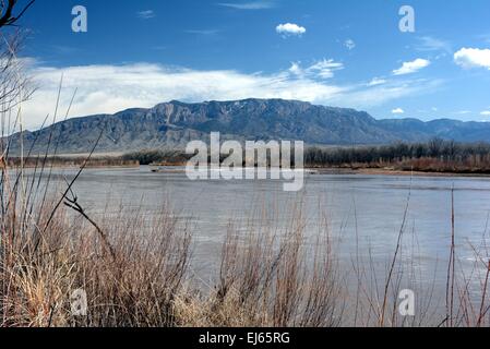 Gabbiani sul fiume Albuquerque, New Mexico - USA Foto Stock