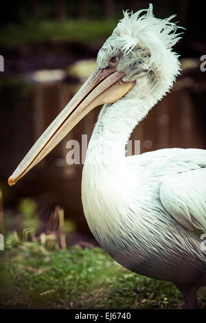 Un Pellicano seduto sull'erba. Foto Stock