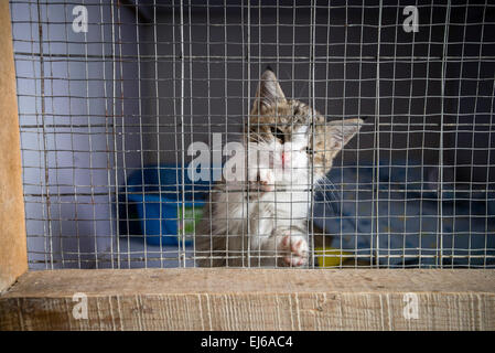 Piccolo gattino in Nowzad Conrad clinica di Lewis a Kabul, Afghanistan Foto Stock