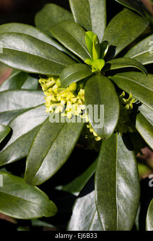 Fragranti primi fiori di primavera di euforbia evergreen laurel, Daphne laureola Foto Stock