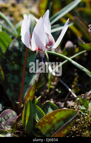 Bianco recurved petalled dei fiori di primavera precoce fioritura del cane dente viola, Erythronium dens canis 'Snowflake' Foto Stock