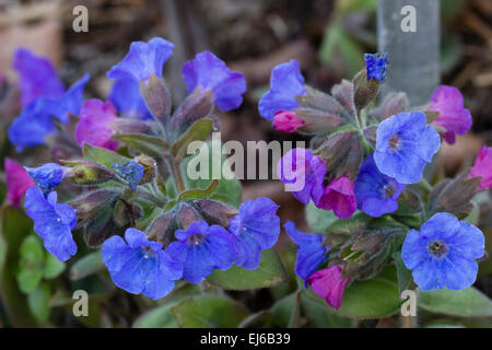 Inizio della primavera dei fiori di Pulmonaria mollis hybrid 'calmente ibrido' Foto Stock