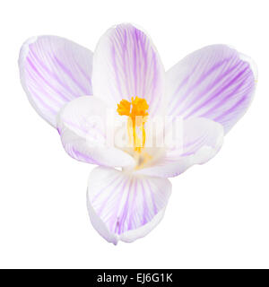 Unica luce crocus lilla fiore di primavera isolato su sfondo bianco vista superiore Foto Stock