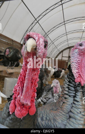 Gregge di tacchini adulti nel fienile in agriturismo Foto Stock