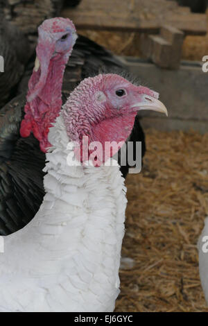 Coppia tacchini su fattoria, close up Foto Stock