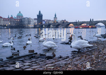 Cigni sul fiume Moldava al crepuscolo. Praga, Repubblica Ceca Foto Stock