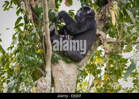 Gorilla di Montagna in appoggio in una struttura ad albero, Rushegura Gruppo, Foresta impenetrabile di Bwindi, Uganda Foto Stock