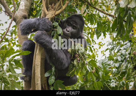 Gorilla di Montagna alimentazione in un albero, Gruppo Rushegura, Foresta impenetrabile di Bwindi, Uganda Foto Stock
