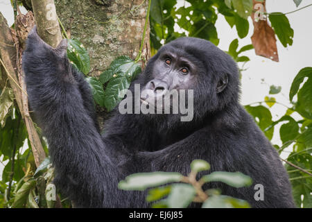 Gorilla di Montagna in un albero, Gruppo Rushegura, Foresta impenetrabile di Bwindi, Uganda Foto Stock