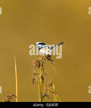 Superba Fairy-wren, maschio (Malurus cyaneus), Nuovo Galles del Sud, Australia Foto Stock