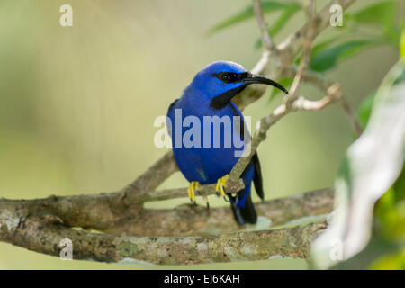 Honeysucker in una struttura ad albero. Foto Stock