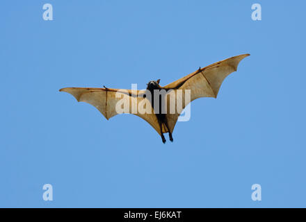 Little Red flying fox (Pteropus scapulatus), Northern Territory, NT, Australia. Questa specie si verifica nella parte settentrionale e occidentale e Australia orientale Foto Stock