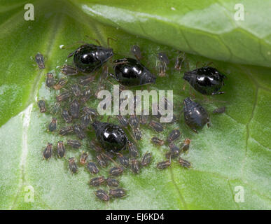 Fagiolo Nero afidi Blackflies (Aphis fabae) Foto Stock