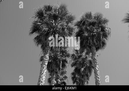 Grandview accesso alla spiaggia in Encinitas, CA, alberi di palma contro il cielo Foto Stock